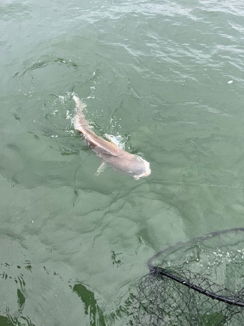 fishing charters Sneads Ferry NC | One More Cast Fishing Adventures